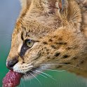 slides/_MG_7338.jpg wildlife, feline, cat, predator, fur, spot, african, serval WBCW30 - African Serval